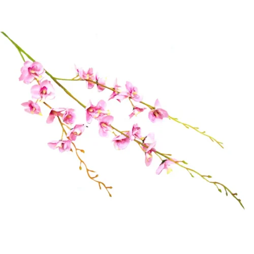 Lilac butterfly orchid