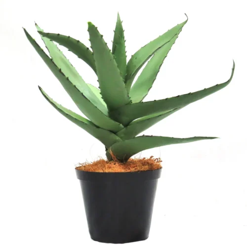 Mamotha Aloe