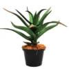 Aloe Attacama 26cm
