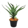 Aloe Primo