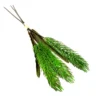 Grassy green reed