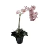 Phalaenopsis pinked up potted