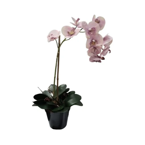Phalaenopsis pinked up potted