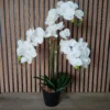 Orchid opaline potted 3 stem