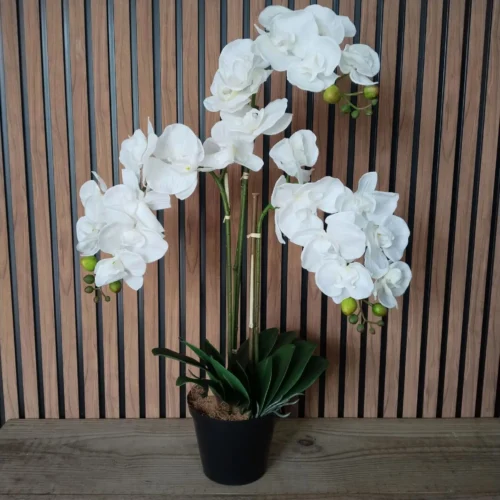 Orchid opaline potted 3 stem