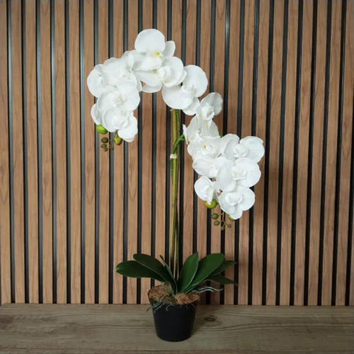 Orchid spirit bloom potted 2 stem