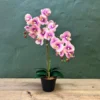 Luxe blush 2 stem potted orchid