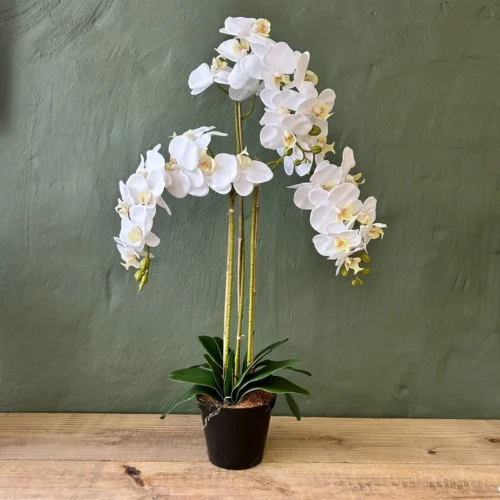 Blooming gorgeous white orchid plant