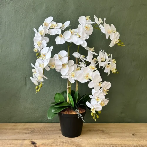 Grandioso white orchid 5 stem 70cmh