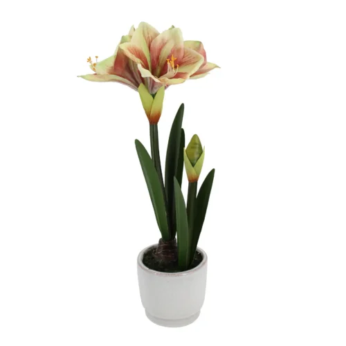 Potted amaryllis