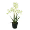 Orchid Cycnoches deluxe potted