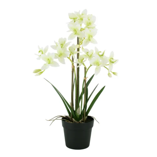 Orchid Cycnoches deluxe potted