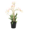 Ophrys orchid potted