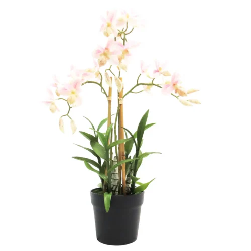 Ophrys orchid potted