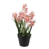 Orchid Ascocenda potted