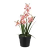 Ascocenda orchid plants potted