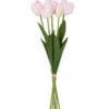 Light pink tulip innocentia
