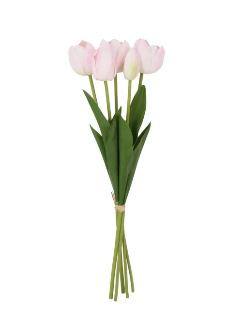 Light pink tulip innocentia