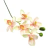Cymbidium stem early dawn