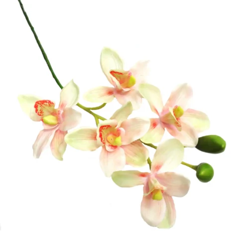 Cymbidium stem early dawn