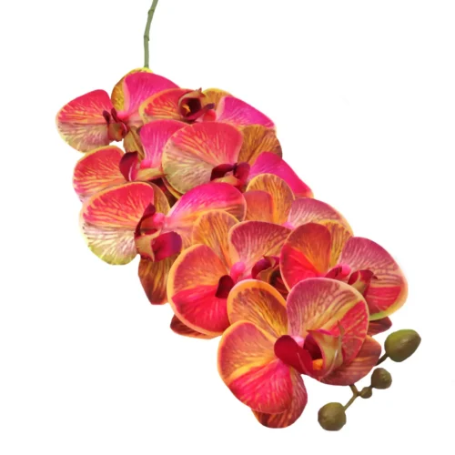 Phalaenopsis stem majestic