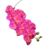 Phalaenopsis stem flamenco