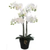 Grandioso white orchid 67.5cmh