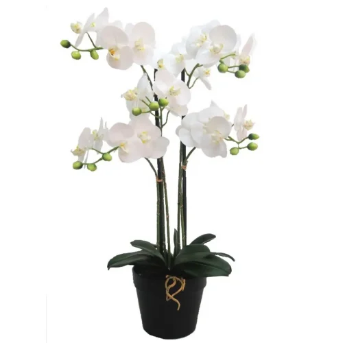 Grandioso white orchid 67.5cmh