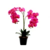 Orchid casino royale