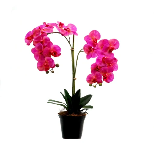 Orchid casino royale