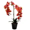 Orchid dreamworks