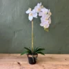 White orchid innocentia 60cmh