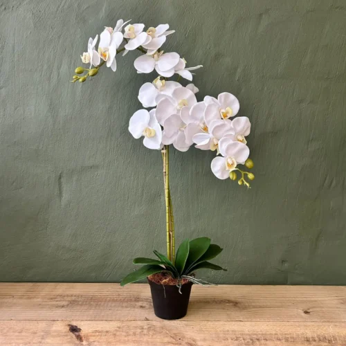 White orchid pas de deux