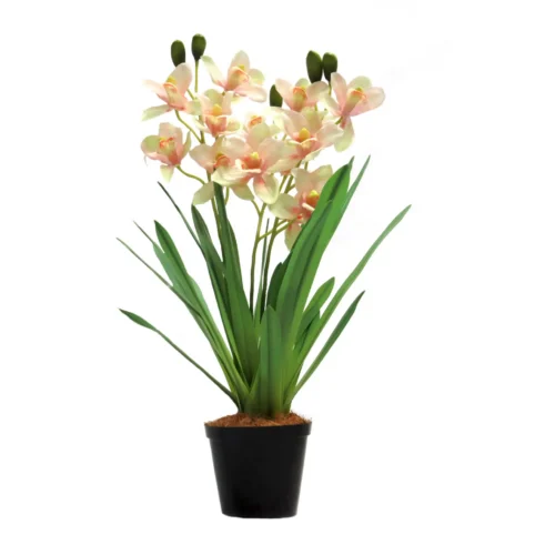 Cymbidium Trinity