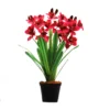 Cymbidium royal flush