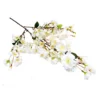 Blossom fabulous