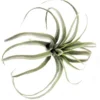 Airplant skyward