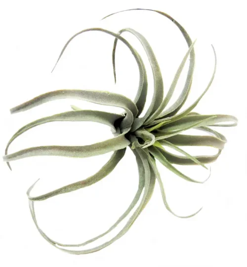 Airplant skyward