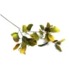 Eucalyptus chartreuse