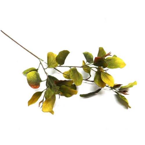 Eucalyptus chartreuse