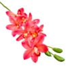 Cymbidium flattery