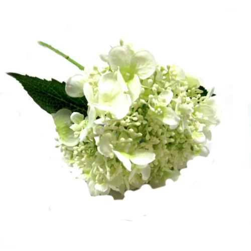 Hydrangea quercifolia white bridal