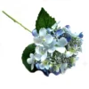 Hydrangea bridal blue