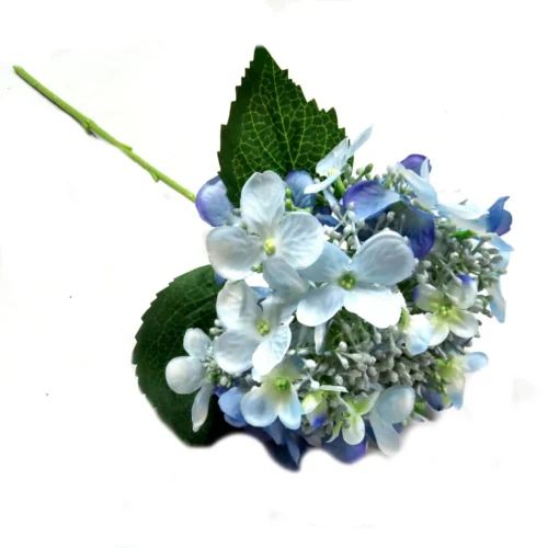 Hydrangea bridal blue