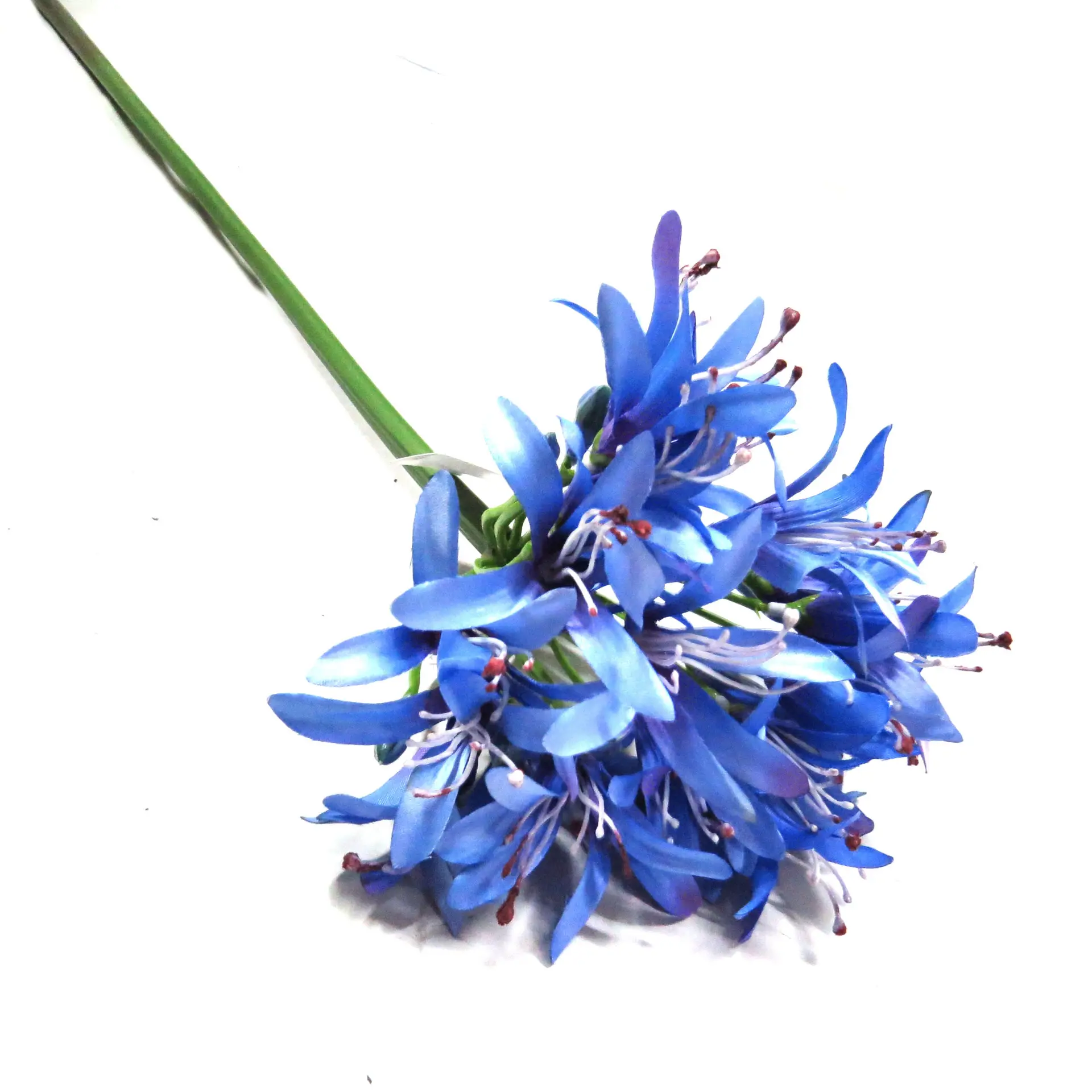 Agapanthus africana blue