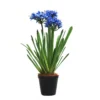 Potted agapanthus sapphire