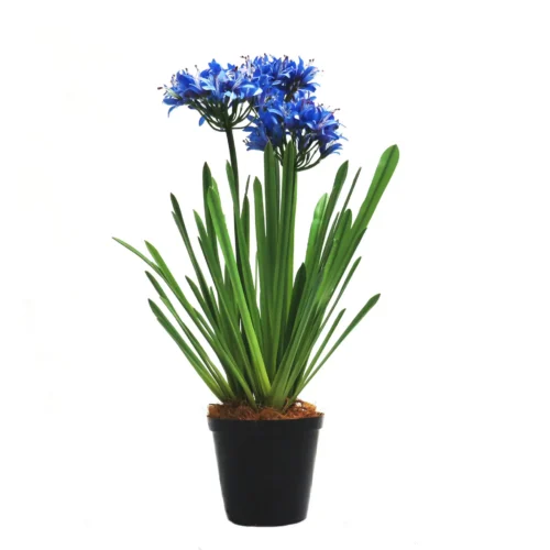 Potted agapanthus sapphire