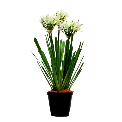 Potted agapanthus blanche