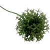 Allium Juniper