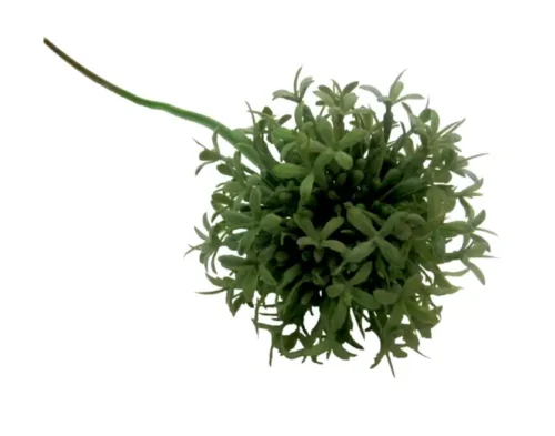 Allium Juniper